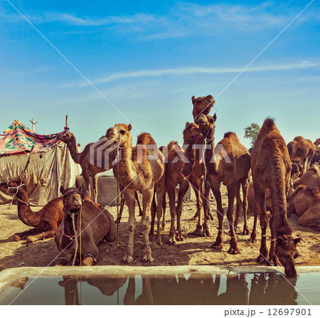 Camels at Pushkar Mela, Rajasthan, India 12697901