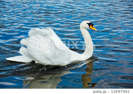 Mute Swan (Cygnus olor) in lake 12697902
