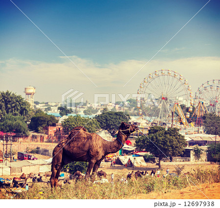 Camels at Pushkar Mela (Pushkar Camel Fair), India 12697938