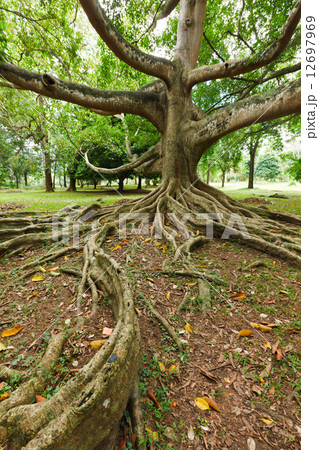 Tree roots Tree roots 12697969