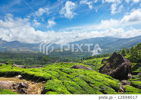 Tea plantations 12698017