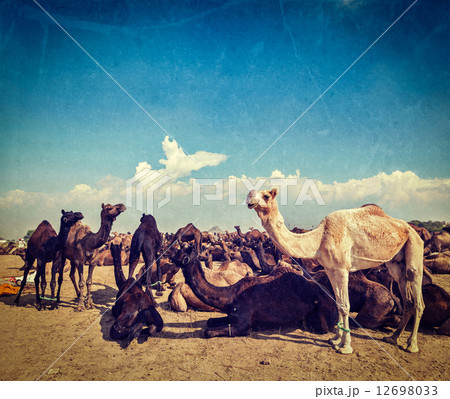 Camels at Pushkar Mela (Pushkar Camel Fair), India Camels at Pushkar Mela (Pushkar Camel Fair), India 12698033
