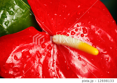 Anthurium flower 12698133
