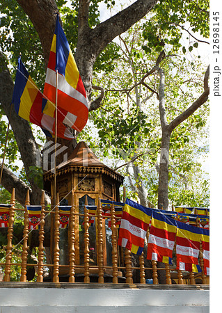 Sri Maha Bodhi Tree 12698145