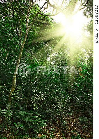 Sunlight in tropical jungle forest Sunlight in tropical jungle forest 12698213
