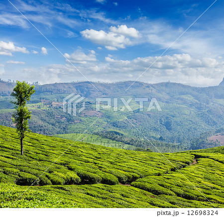 Green tea plantations in Munnar, Kerala, India Green tea plantations in Munnar, Kerala, India 12698324