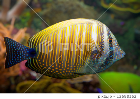 Tropical coral fish 12698362