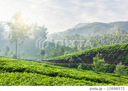 Green tea plantations in Munnar, Kerala, India Green tea plantations in Munnar, Kerala, India 12698372