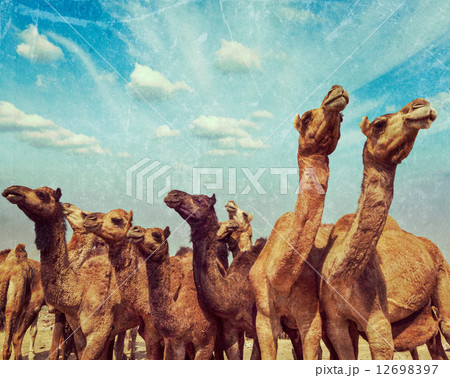 Camels at Pushkar Mela (Pushkar Camel Fair), India 12698397
