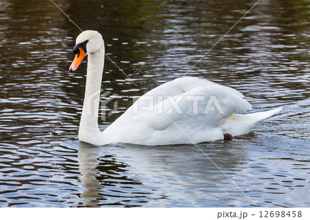 Mute Swan Cygnus olor in lake 12698458