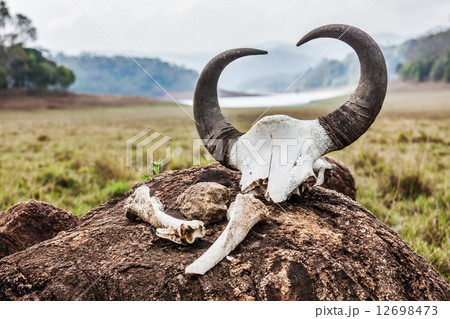 Gaur (Indian bison) skull with horns and bones 12698473