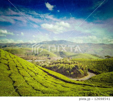 Green tea plantations in Munnar, Kerala, India 12698541