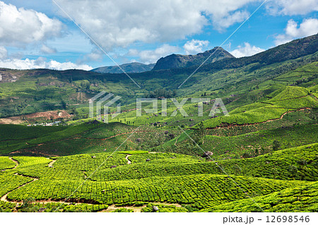 Tea plantations Tea plantations 12698546