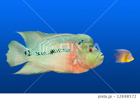 Big eats small Big eats small 12698572