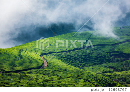 Green tea plantations in Munnar, Kerala, India 12698767