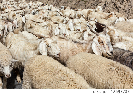 Herd of Pashmina sheep and goats in Himalayas Herd of Pashmina sheep and goats in Himalayas 12698788