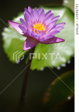 Purple lotus Purple lotus 12698795