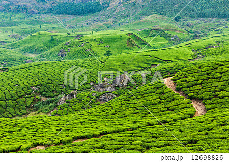 Green tea plantations in Munnar, Kerala, India Green tea plantations in Munnar, Kerala, India 12698826