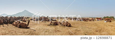 Camels at Pushkar Mela (Pushkar Camel Fair), India Camels at Pushkar Mela (Pushkar Camel Fair), India 12698871