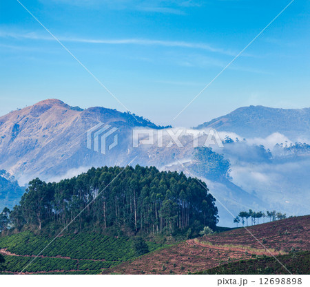 Green tea plantations in Munnar, Kerala, India Green tea plantations in Munnar, Kerala, India 12698898