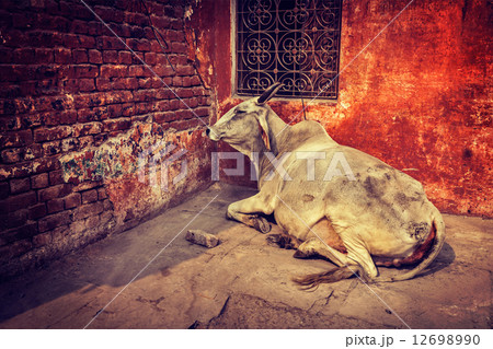Indian cow in street 12698990