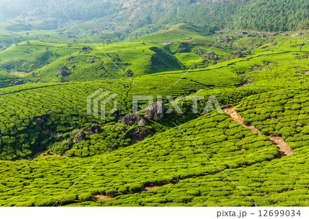 Green tea plantations in Munnar, Kerala, India Green tea plantations in Munnar, Kerala, India 12699034