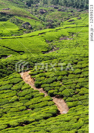 Green tea plantations in Munnar, Kerala, India 12699213
