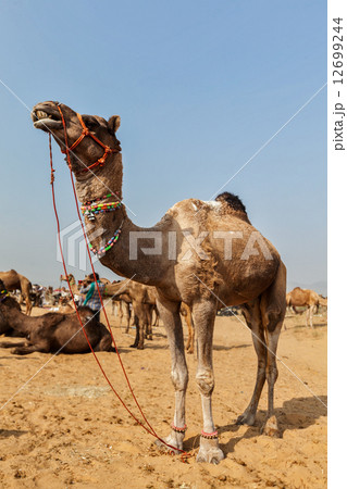 Camels at Pushkar Mela (Pushkar Camel Fair), India Camels at Pushkar Mela (Pushkar Camel Fair), India 12699244