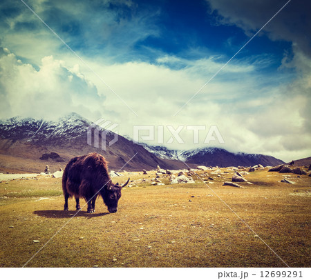 Yak grazing in Himalayas 12699291