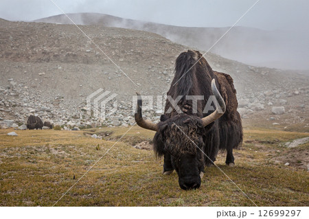 Yak grazing in Himalayas 12699297
