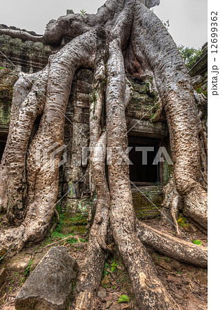 Ancient ruins and tree roots, Ta Prohm temple, Angkor, Cambodia 12699362
