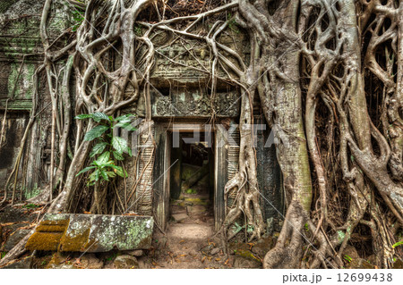 Ancient stone door and tree roots, Ta Prohm temple, Angkor, Camb 12699438