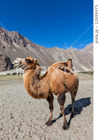 Camel in Nubra vally, Ladakh Camel in Nubra vally, Ladakh 12699475