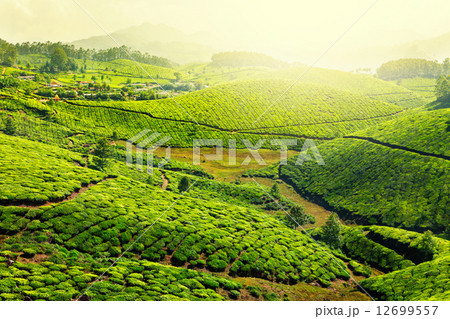Tea plantations 12699557
