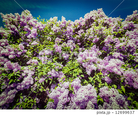 Lilac in spring Lilac in spring 12699637