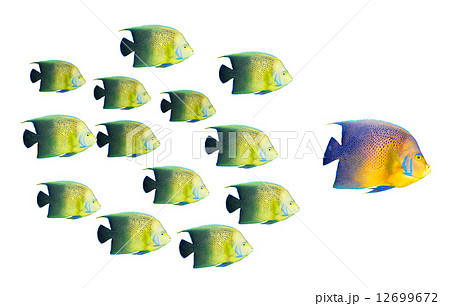 Leadership concept - big fish leading school of tropical fishes 12699672