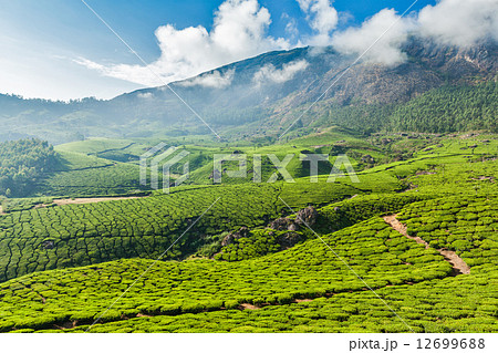 Green tea plantations in Munnar, Kerala, India Green tea plantations in Munnar, Kerala, India 12699688