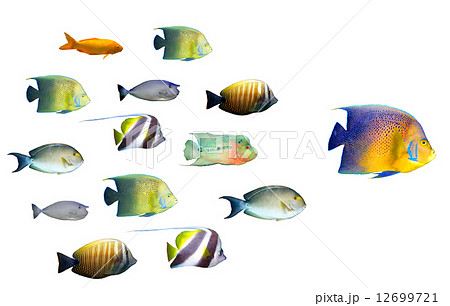 Leadership concept - big fish leading school of tropical fishes 12699721