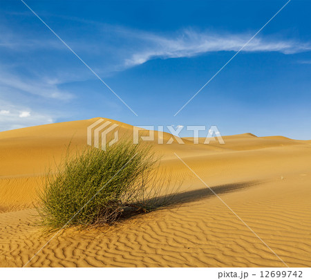 Dunes of Thar Desert, Rajasthan, India 12699742