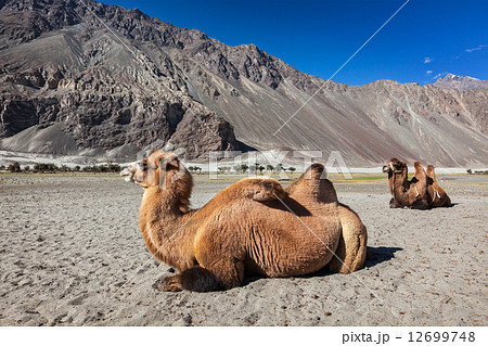 Camel in Nubra vally, Ladakh 12699748
