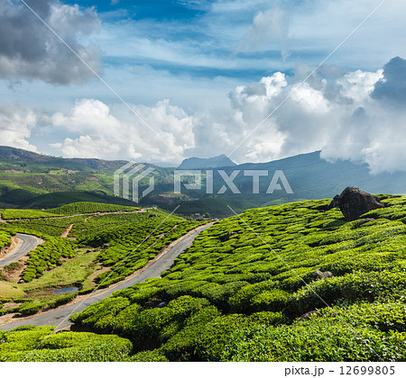 Green tea plantations in Munnar, Kerala, India Green tea plantations in Munnar, Kerala, India 12699805