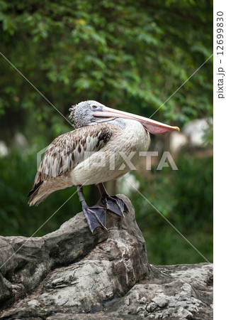 Spot-billed Pelican or Grey Pelican (Pelecanus philippensis) 12699830