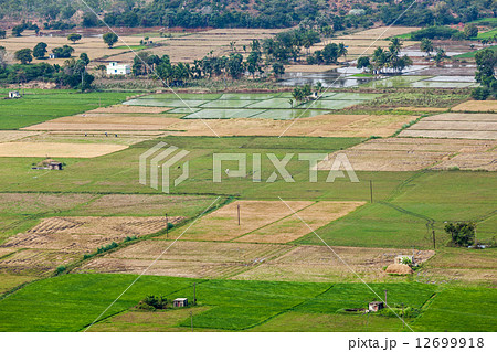 Aeiral view of Indian countryside with rice paddies, Tamil Nadu, Aeiral view of Indian countryside with rice paddies, Tamil Nadu, 12699918
