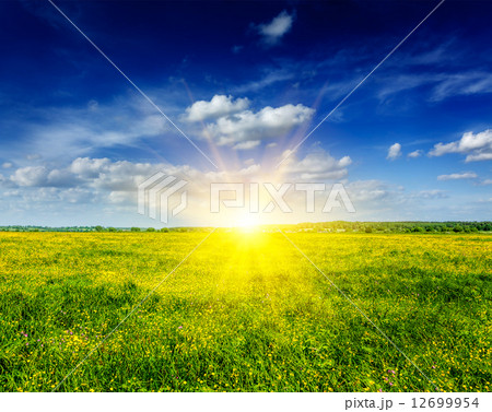 Spring summer background - blooming field meadow 12699954