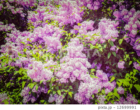 Lilac in spring Lilac in spring 12699991