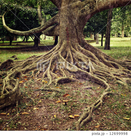 Tree roots 12699998