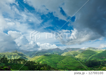 Tea plantations and sky with clouds. Munnar, Kerala, India Tea plantations and sky with clouds. Munnar, Kerala, India 12700100