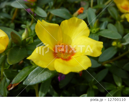 ポーチュラカ 12700110