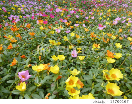 ポーチュラカ 12700167