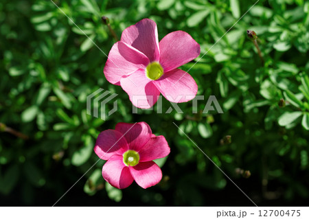 鮮やかなピンク色の花・オキザリス 12700475